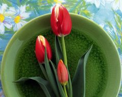 Tapeta Nature Flowers 620.jpg